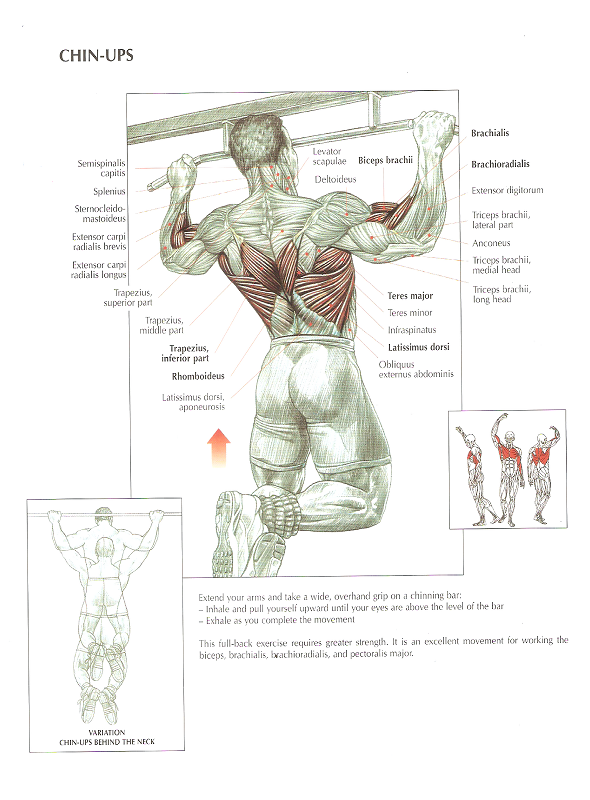 мышцы спины человека